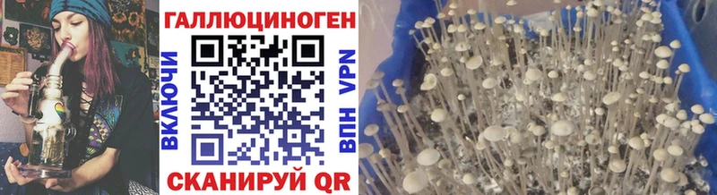 Псилоцибиновые грибы Cubensis Пустошка